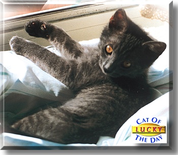 Lucky, the Cat of the Day
