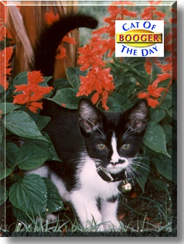 Booger, the Cat of the Day