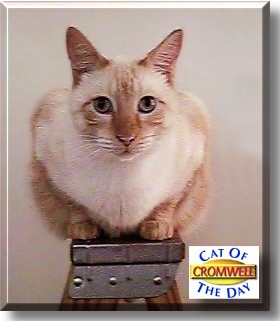 Cromwell, the Cat of the Day