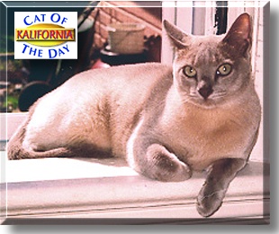 Kalifornia, the Cat of the Day