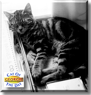 Georgie, the Cat of the Day