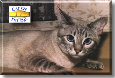 J.J., the Cat of the Day