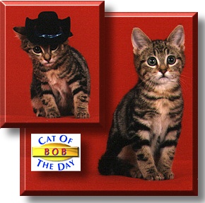 Bob, the Cat of the Day