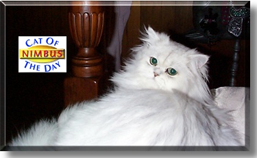 Nimbus, the Cat of the Day