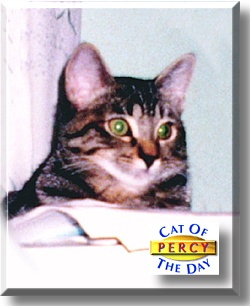 Percy, the Cat of the Day
