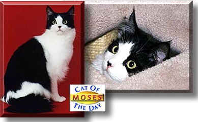 Moses, the Cat of the Day