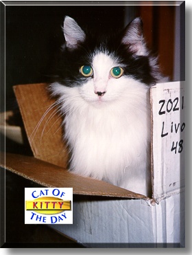 Kitty Bartholomew, the Cat of the Day