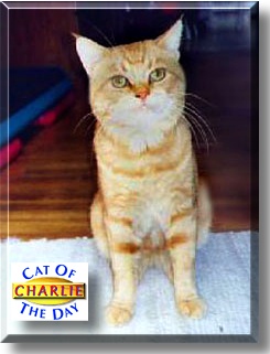 Charlie, the Cat of the Day