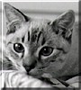 Simon