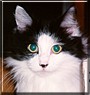 Kitty