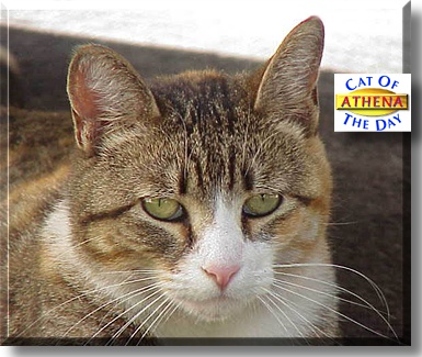 Athena, the Cat of the Day