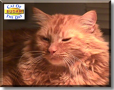 Budah, the Cat of the Day