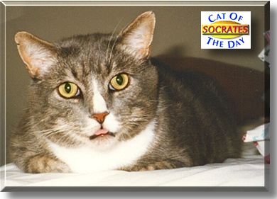 Socrates, the Cat of the Day