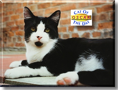 Oscar, the Cat of the Day