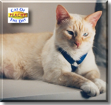 Peachy, the Cat of the Day