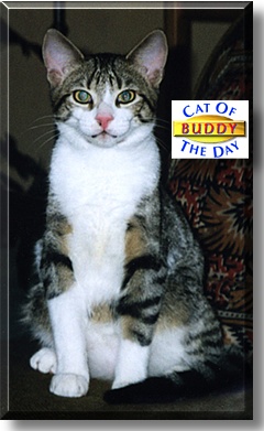 Buddy, the Cat of the Day