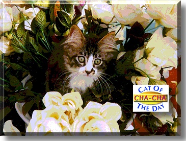 Cha-Cha, the Cat of the Day