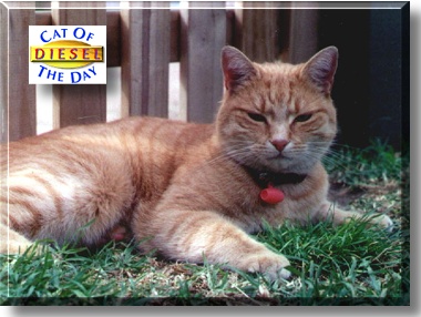 Diesel, the Cat of the Day