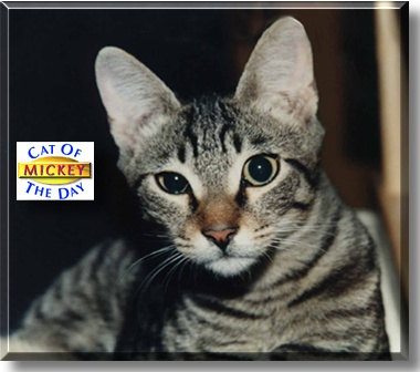 Mickey, the Cat of the Day