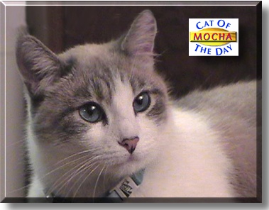 Mocha, the Cat of the Day