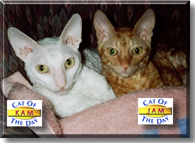 Kam and Jam, the Cats of the Day