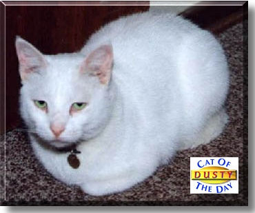 Dusty, the Cat of the Day
