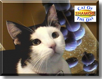 Shamoo, the Cat of the Day