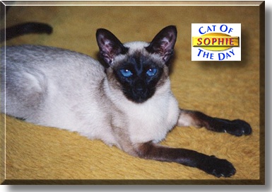Sophie, the Cat of the Day