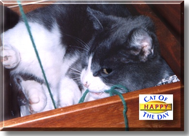 Happy, the Cat of the Day