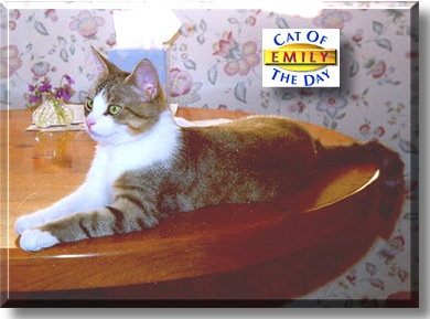 Emily, the Cat of the Day
