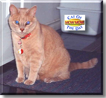 Mow Mow, the Cat of the Day