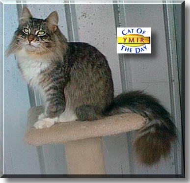 Ymir, the Cat of the Day