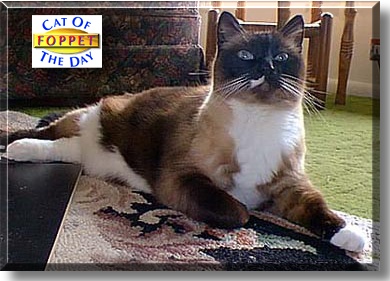Foppet, the Cat of the Day
