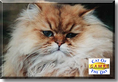 Gamri, the Cat of the Day