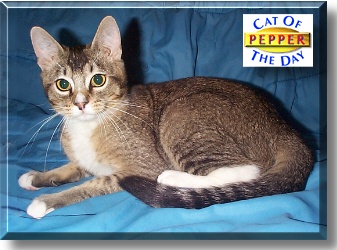 Pepper, the Cat of the Day