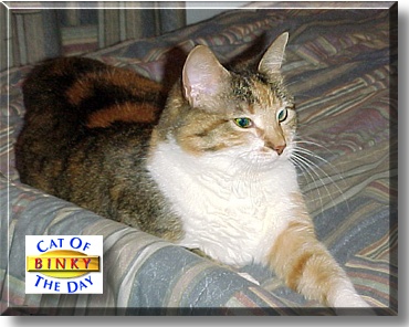 Binky, the Cat of the Day