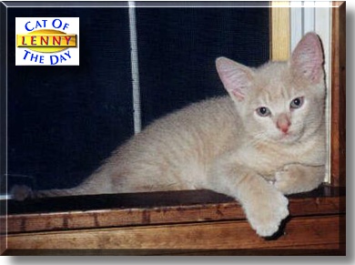 Lenny, the Cat of the Day