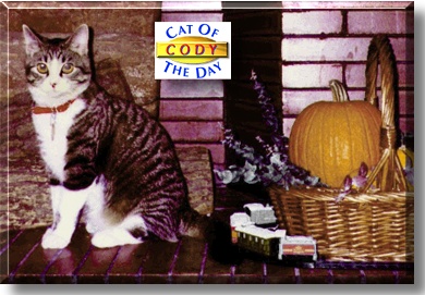 Cody, the Cat of the Day