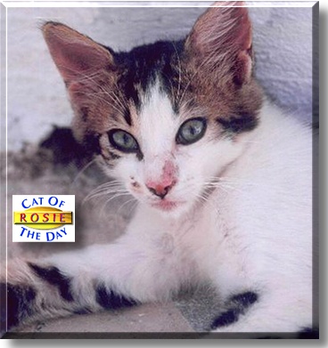 Rosie, the Cat of the Day