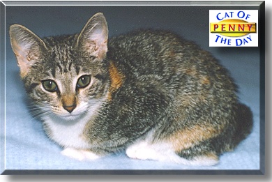 Penny, the Cat of the Day