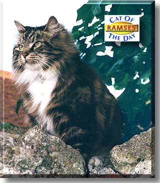 Ramses, the Cat of the Day