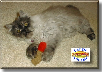 Shadowfax, the Cat of the Day