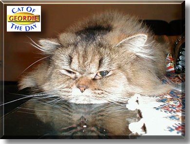 Geordie, the Cat of the Day