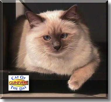 Guinevere, the Cat of the Day