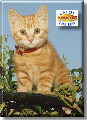 Marmaduke, the Cat of the Day