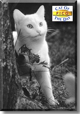 Pico, the Cat of the Day