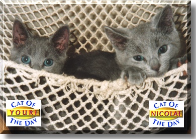 Youri, Nicolai, the Cats of the Day