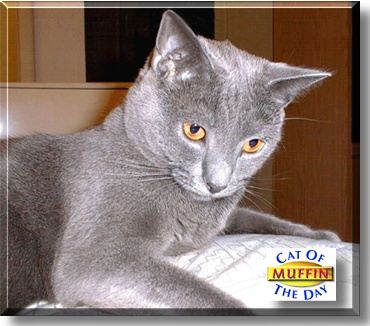 Muffin, the Cat of the Day