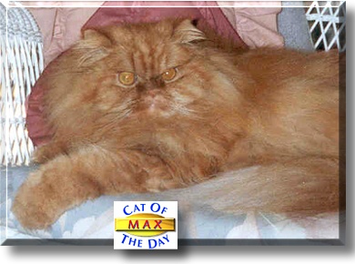 Max, the Cat of the Day