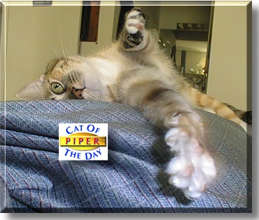 Piper, the Cat of the Day